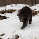 Wildlife Spectacle Stirs Tahoe Ski Resort