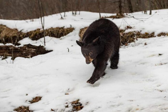 Black,Bear,(ursus,Americanus),Walks,Down,Snowy,Embankment,Winter,