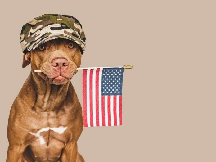 Lovely,Brown,Puppy,With,A,Small,American,Flag.,Closeup,,Indoors.